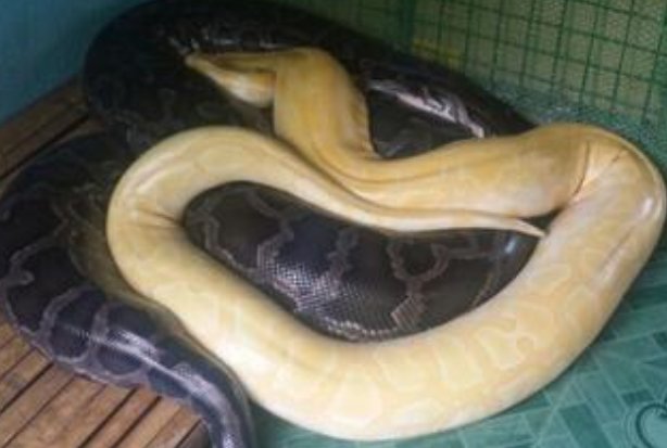 晚上梦见很多蛇是怎么回事?