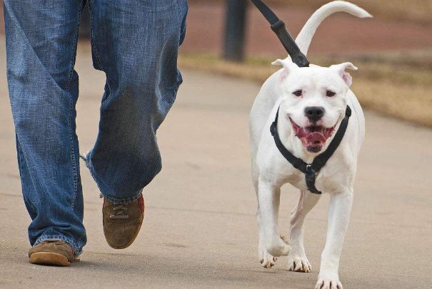 武汉女子与遛狗邻居冲突后轻生，此事件的具体详情是怎样的？