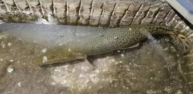 石家庄一小区发现鳄雀鳝，为何今年全国多地会出现鳄雀鳝？