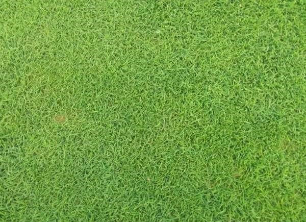 马尼拉草皮和百慕大草皮有什么区别，形态上如何区分？