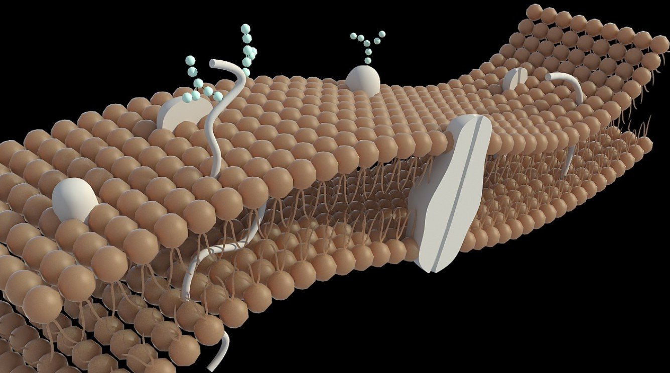 细胞膜的基本功能