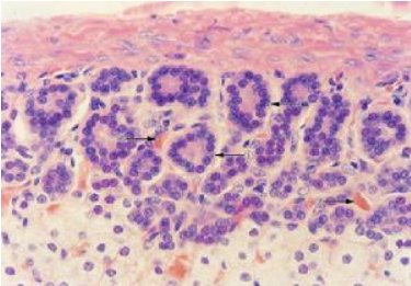 肾上腺素 和 肾上腺激素的区别（权威！！）