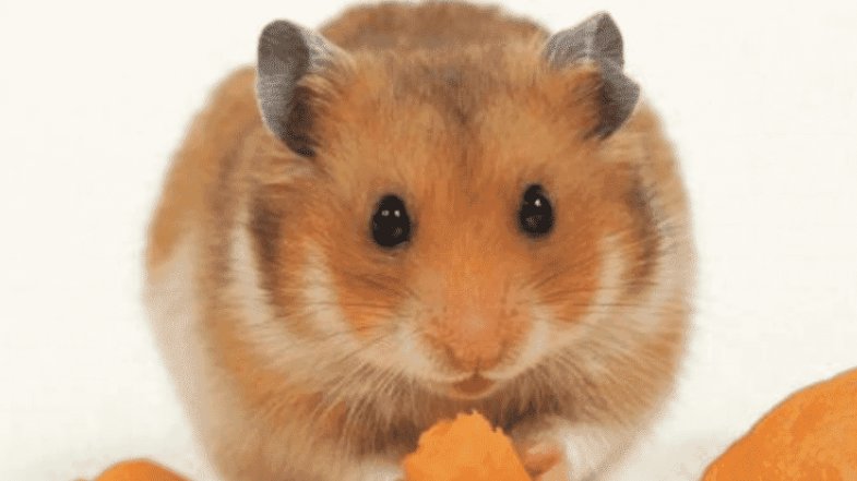 仓鼠饲养八大禁忌