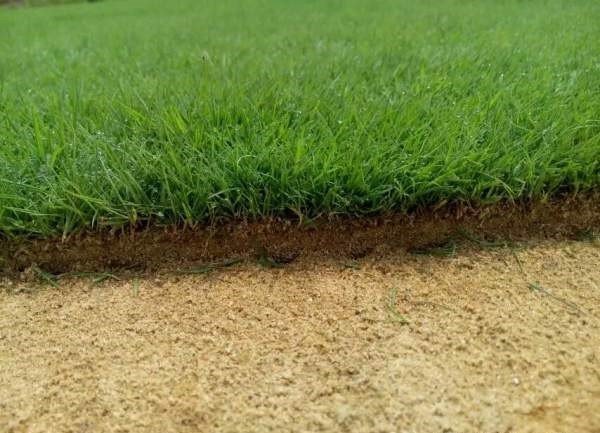 马尼拉草皮和百慕大草皮有什么区别,形态上如何区分?