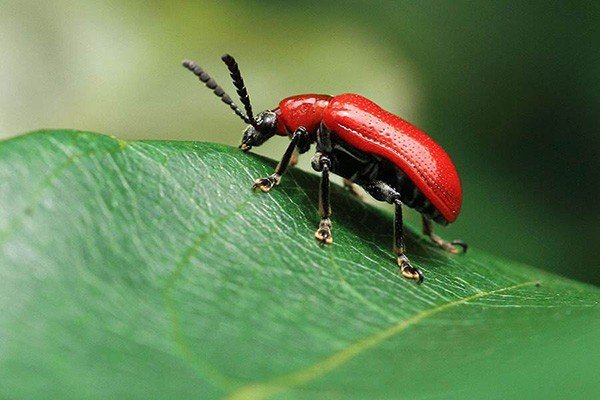 beetle是什么意思