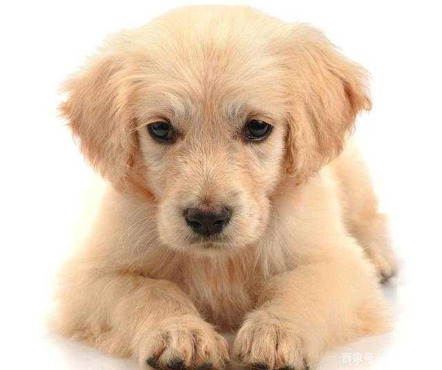 金毛应该怎么养？