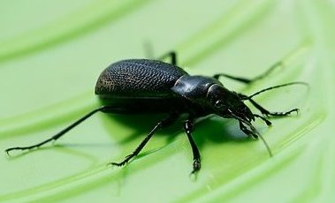 甲虫的特点和生活特征是什么?