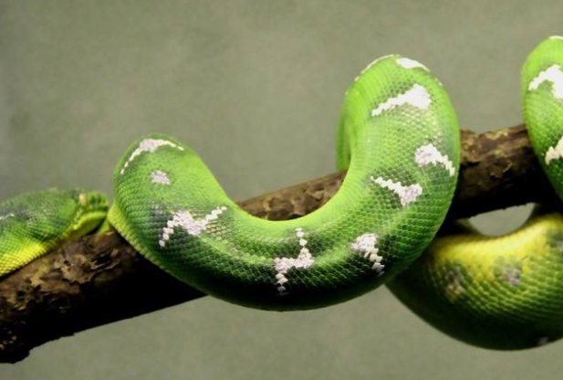 晚上梦见很多蛇是怎么回事?