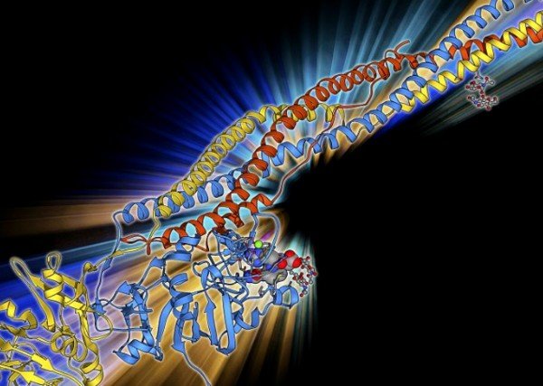 纤维蛋白原是什么？