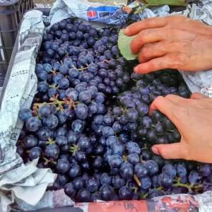 家庭自制葡萄酒的制作方法是什么？