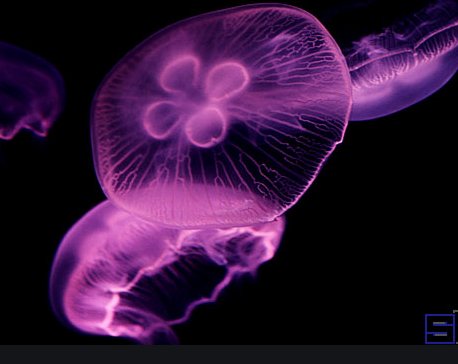 安徽怀宁一池塘现大量桃花水母，这种水母常见吗？