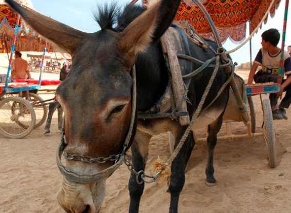 孙俪拍戏救下一头老驴,你如何看待孙俪这一行为?