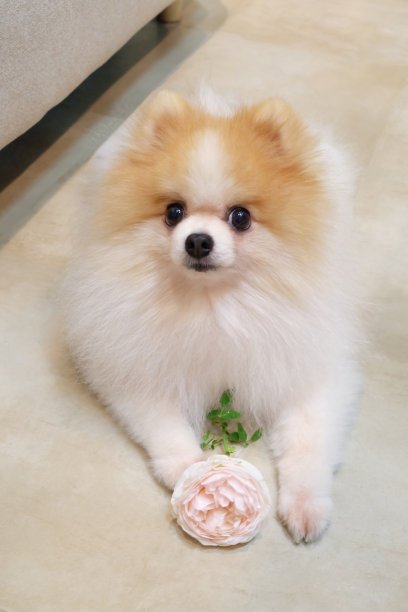 快两个月的小狗拉肚子怎么办？