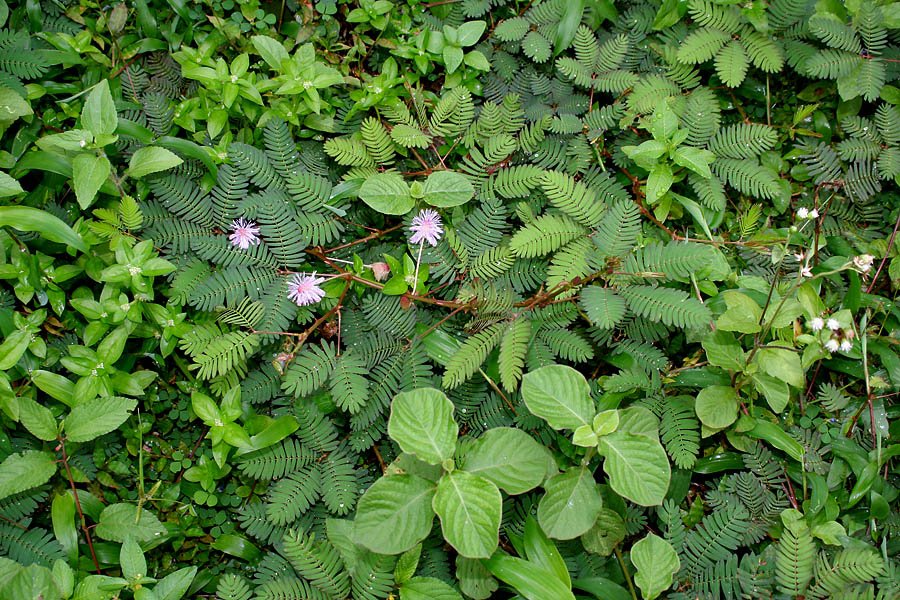 含羞草有什么作用