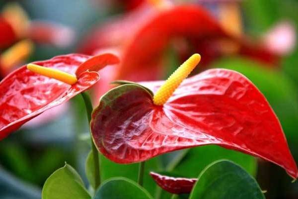 火鹤的养殖方法和注意事项