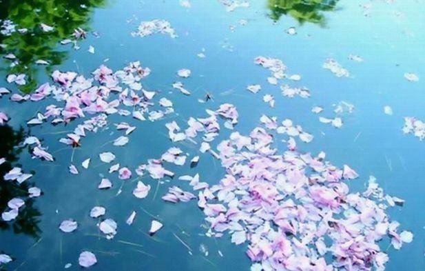 “花开花落”代表什么意思?