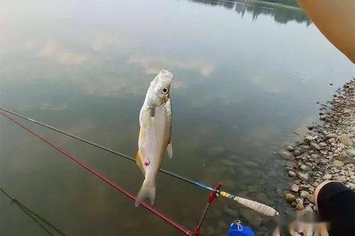 大连一男子顶着大雪钓鱼，他这得有多爱好钓鱼呢？