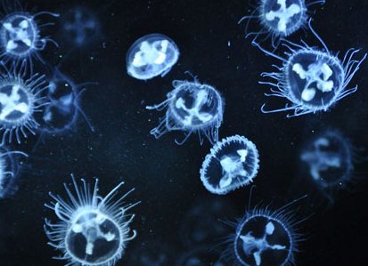 安徽怀宁一池塘现大量桃花水母，这种水母常见吗？