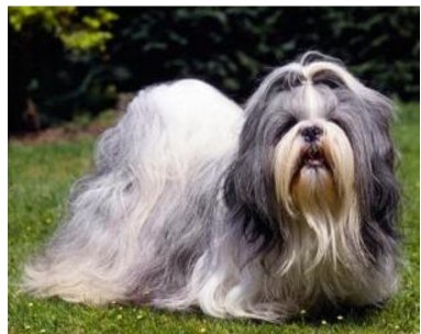 宠物狗的各种种类介绍+图片