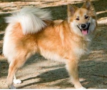 宠物狗的各种种类介绍+图片