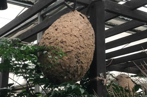 四川宜宾一男子穿防蜂服摘马蜂窝殒命,男子死亡的真相到底是什么?