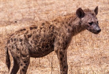 野狗和鬣狗有什么区别?