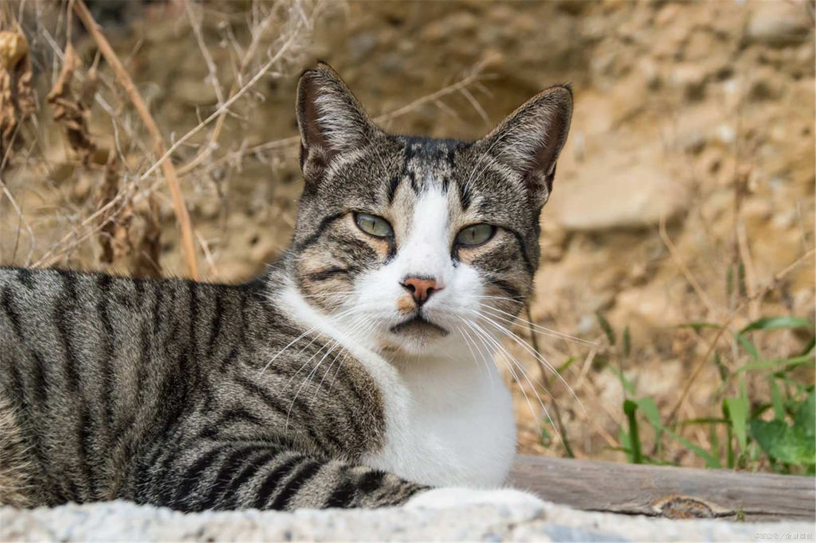 猫咪死前有什么征兆？