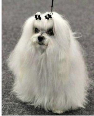 宠物狗的各种种类介绍+图片