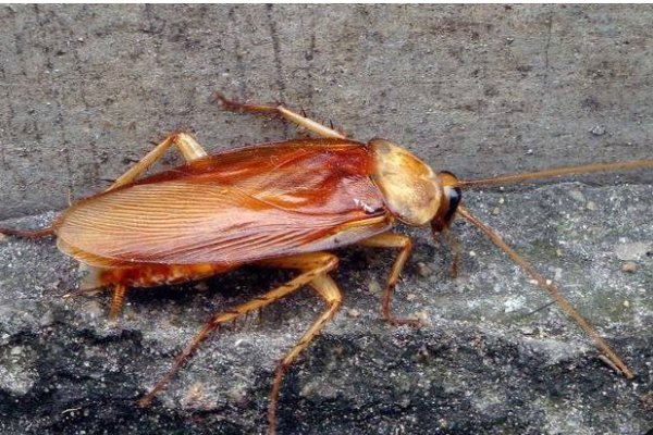 家里很多小蟑螂怎么消除