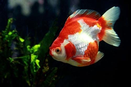 家中一般养几条鱼最好?