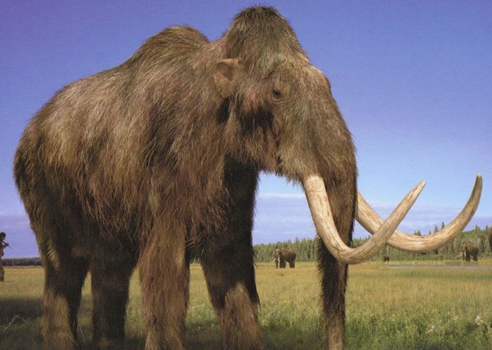 猛犸是什么？
