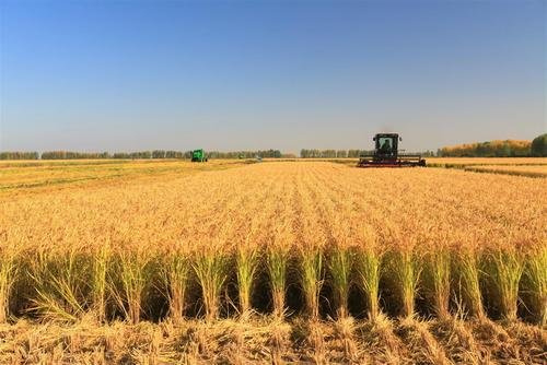 北大荒的秋天短文主要是从哪三个方面来写北大荒秋天的