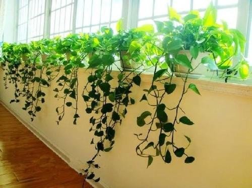 绿萝怎么养才能更旺盛？