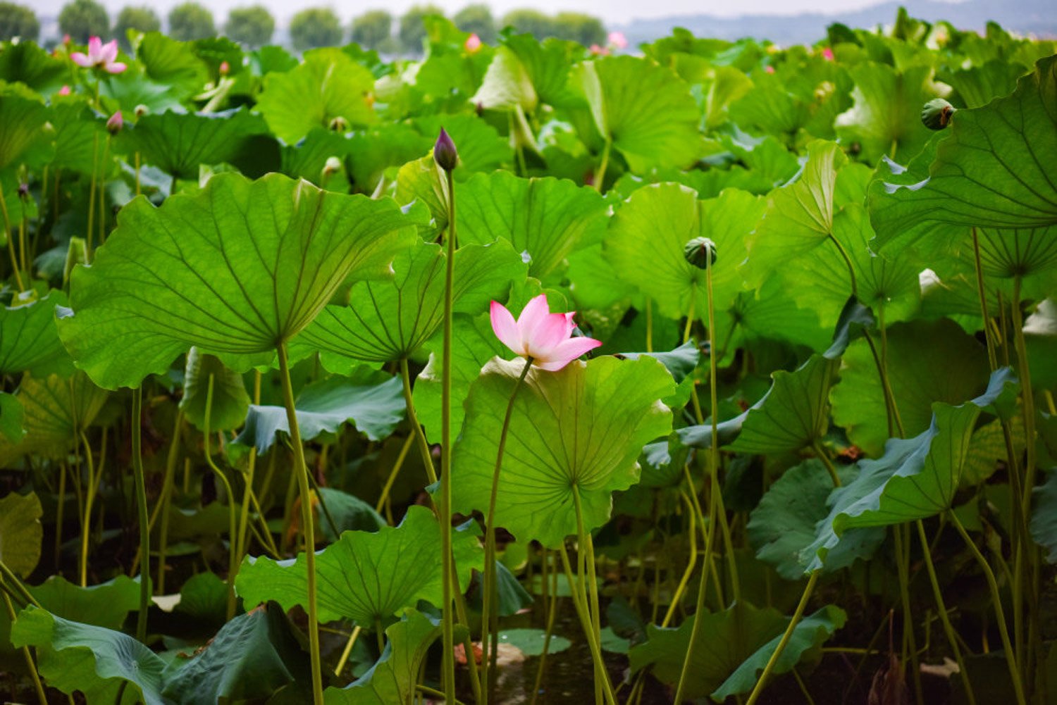 荷叶的功效与作用