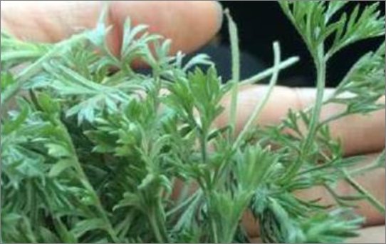 白蒿有什么功效