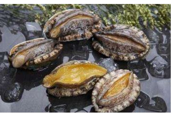 鲍鱼的营养及功效与作用