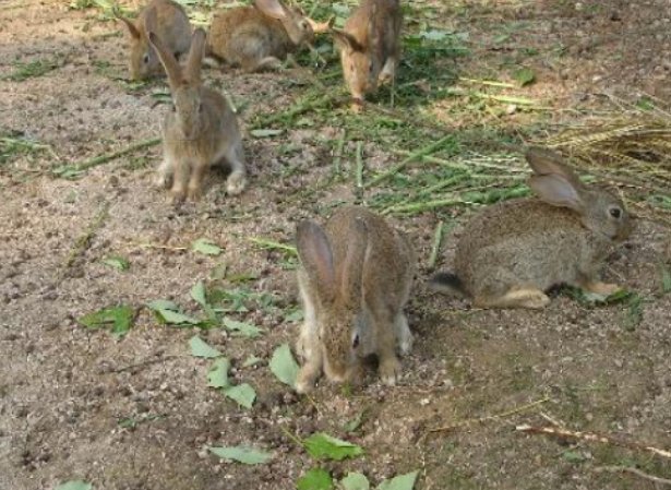 兔子洞一般有多深？