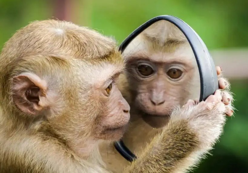 monkey是什么意思