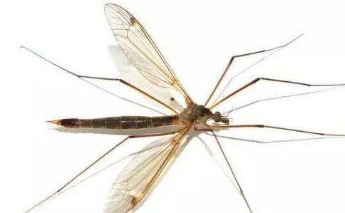 阿根廷出现蚊子龙卷风，是什么原因造成的？