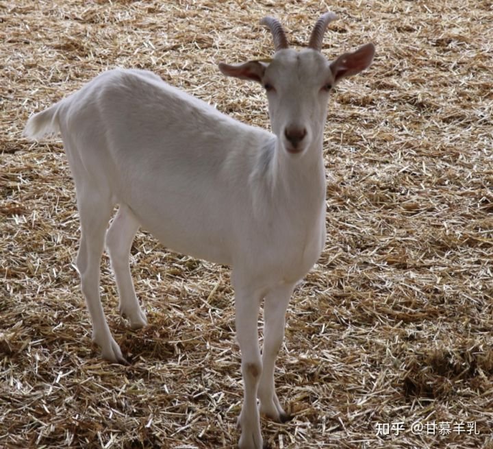 奶山羊什么品种最好？