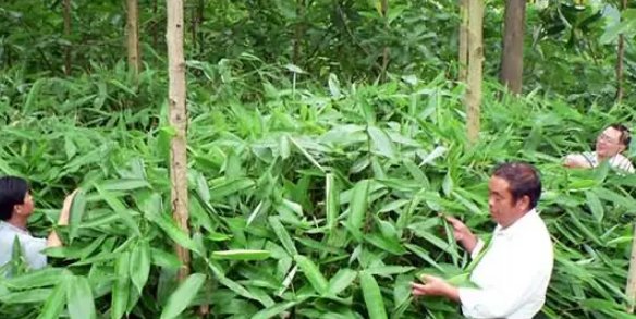 箬叶是什么植物