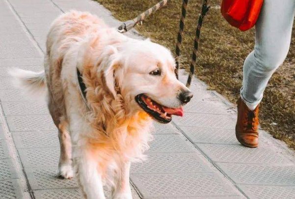 武汉女子与遛狗邻居冲突后轻生,此事件的具体详情是怎样的?