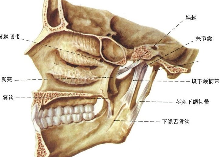 下颚骨在哪