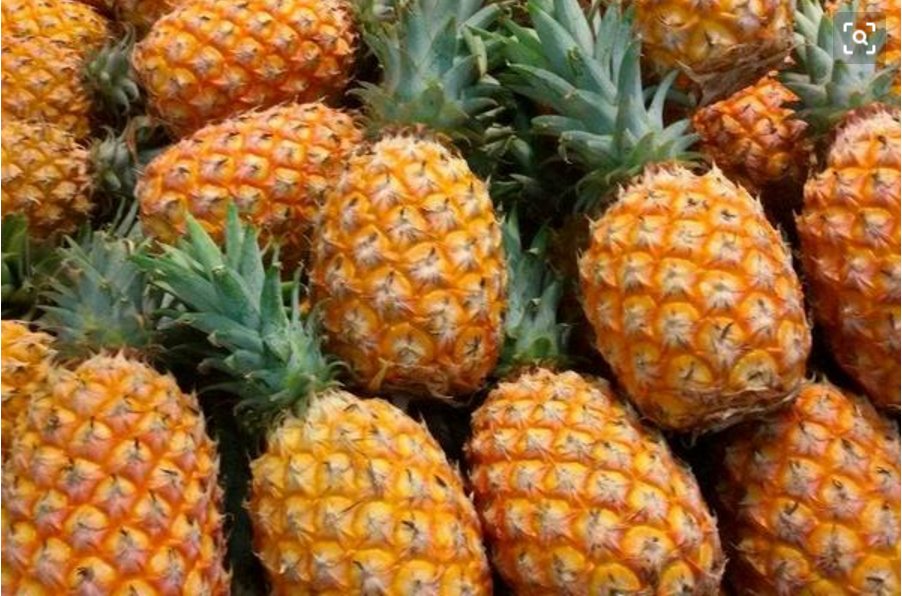 菠萝的产地在哪?