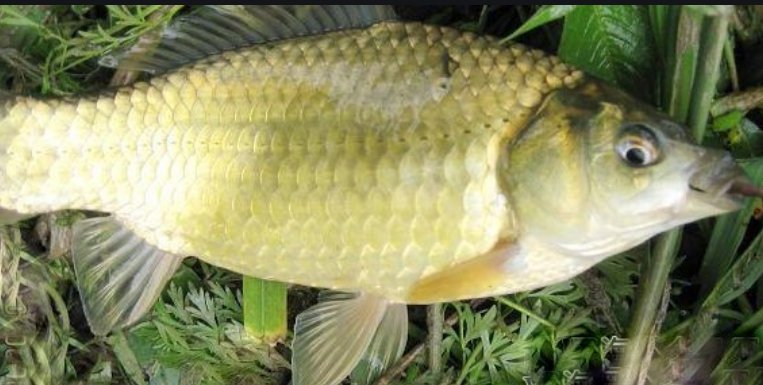 黄金鲫鱼与鲫鱼区别是什么?