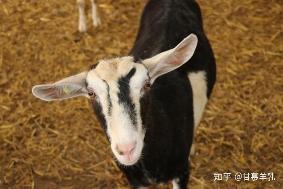 奶山羊什么品种最好？