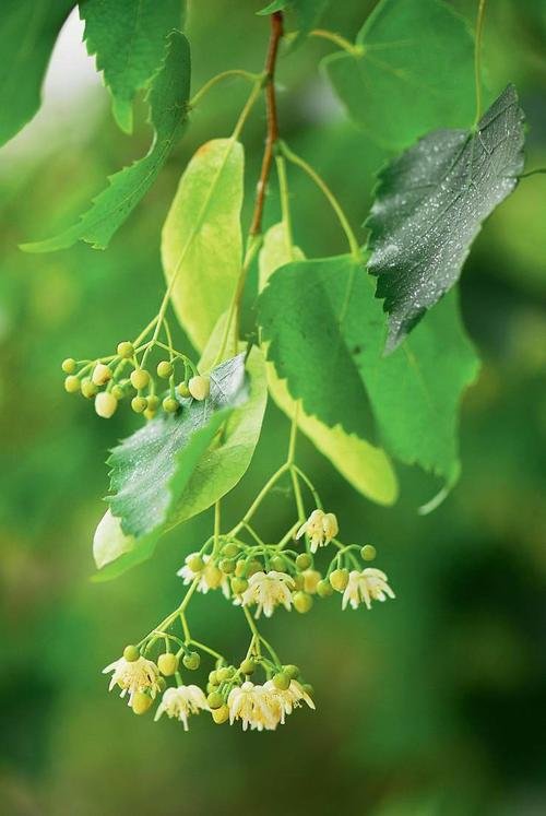 椴树有什么生长习性?