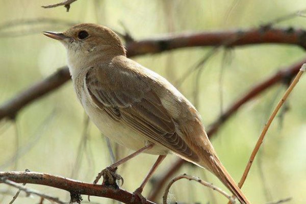 夜莺是什么鸟???