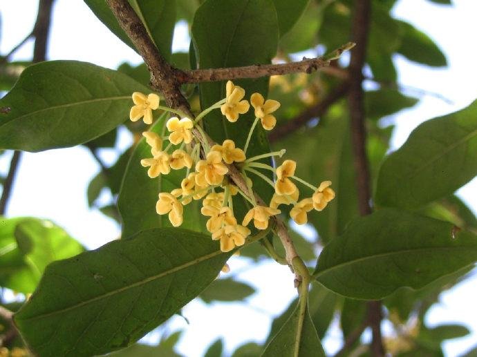 桂树是什么意思？