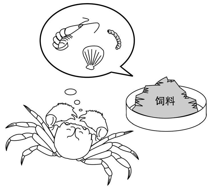 螃蟹吃什么食物